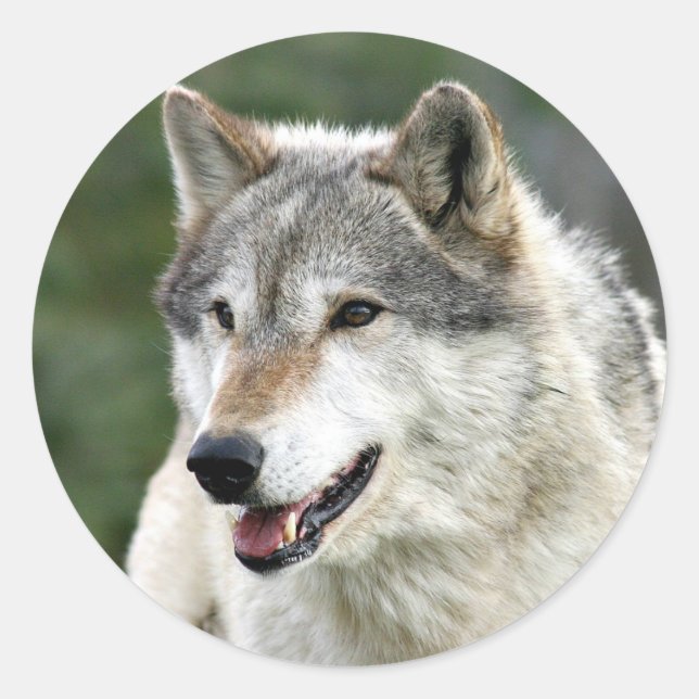 Wolf Classic Round Sticker (Front)