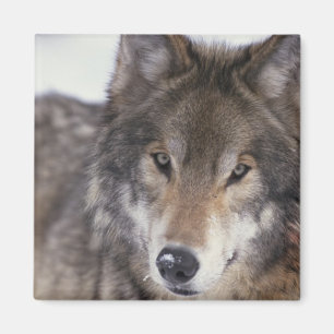 Wolf Close-Up Magnet