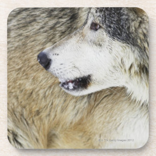Wolf Coaster