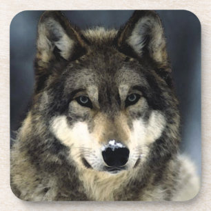 Wolf Coaster