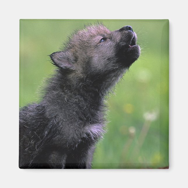 Wolf Cub Howling Magnet (Front)