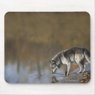 Wolf Drinking Water From A Pond Mouse Mat