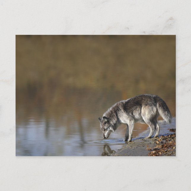 Wolf Drinking Water From A Pond Postcard (Front)