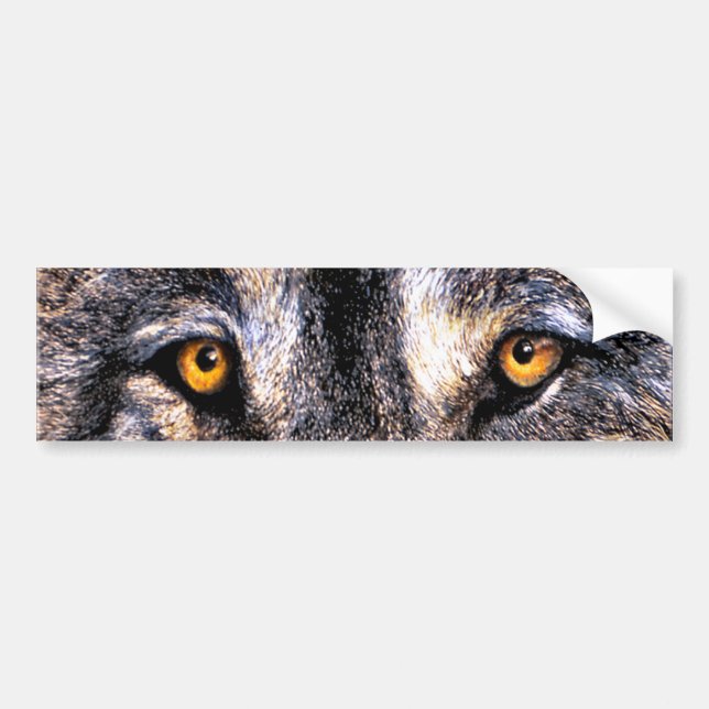 Wolf Eyes Bumper Sticker (Front)