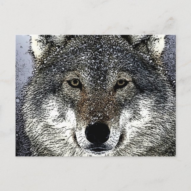 Wolf Eyes Postcard (Front)
