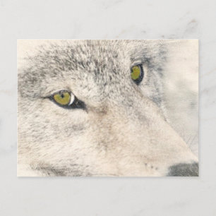 Wolf Eyes Postcard