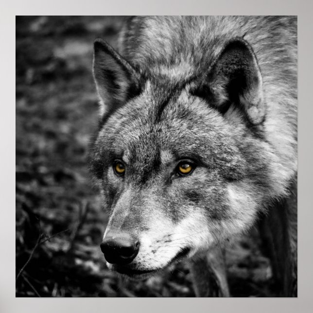 Wolf Eyes Poster (Front)