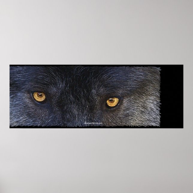 WOLF EYES Wildlife Art Poster (Front)