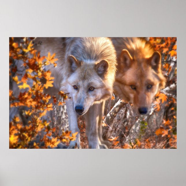 Wolf FAMILY AUTUMN Poster (Front)