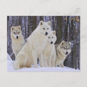Wolf Family Postcard
