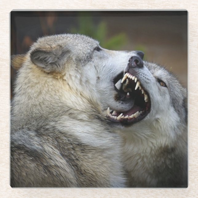 Wolf Fight Glass Coaster (Front)