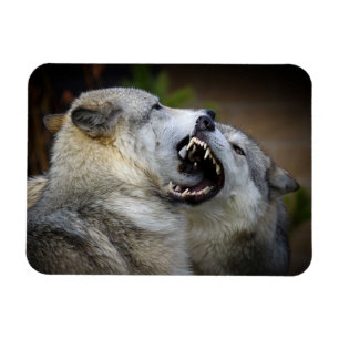 Wolf Fight Magnet