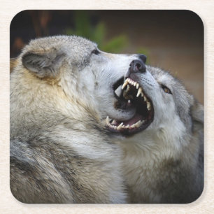 Wolf Fight Square Paper Coaster