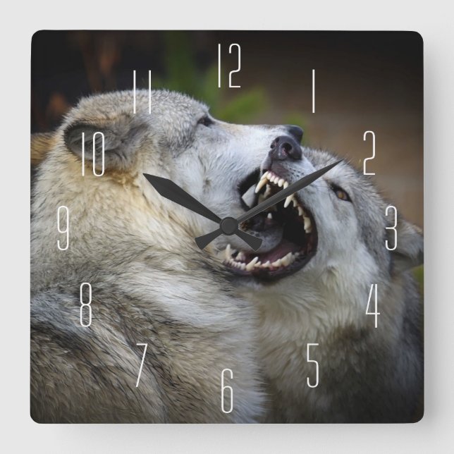 Wolf Fight Square Wall Clock (Front)