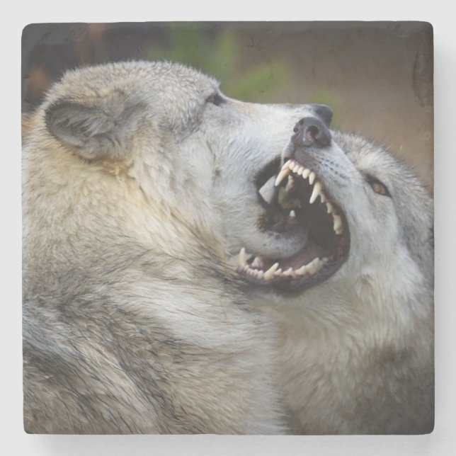 Wolf Fight Stone Coaster (Front)