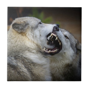 Wolf Fight Tile