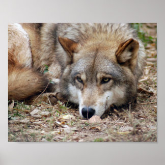Wolf Framed Print