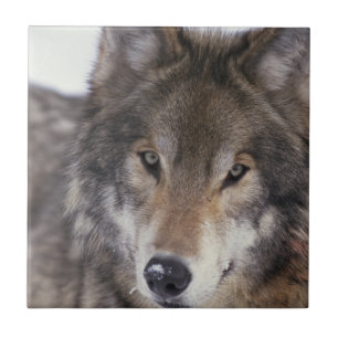 Wolf Gaze Tile