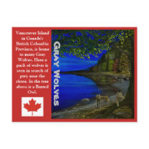 Wolf! Grey Wolves and Barred Owl.