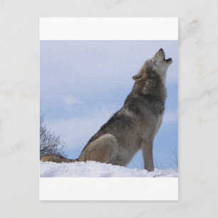 Wolf Howl Postcard