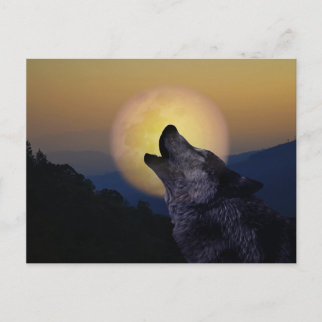 Wolf howling at the moon postcard (Front)