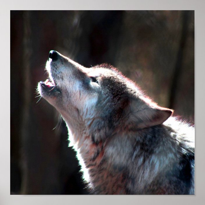 Wolf Howling Lone Wolf Poster | Zazzle.co.uk