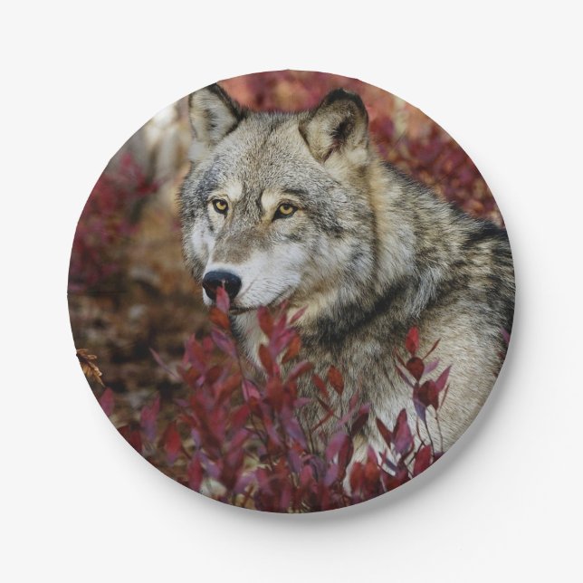 Wolf In Fall Foliage Paper Plate (Front)