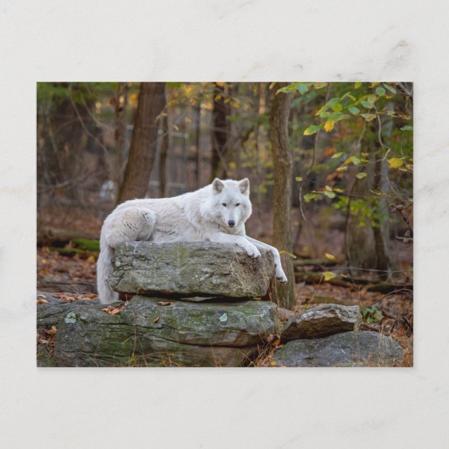 Wolf in Fall Postcard (Front)