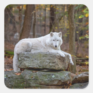 Wolf in Fall Square Sticker