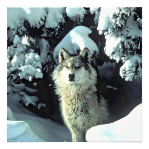 Wolf In Quiet Winter Forest Photo Print