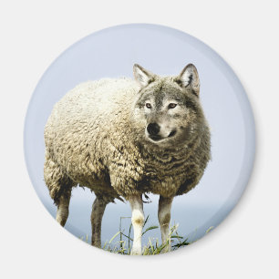 Wolf in Sheep Clothing Magnet