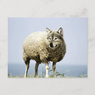 Wolf in Sheep Clothing Postcard