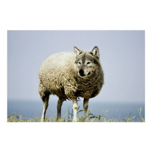 Wolf in Sheep Clothing Poster