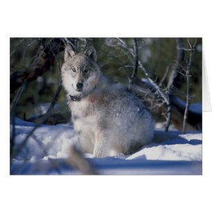 Wolf In Snow Holiday Greeting Card