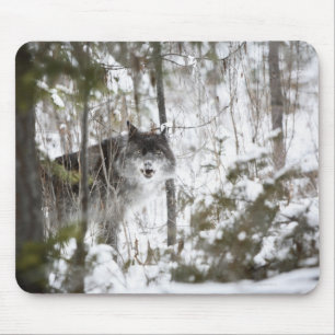 Wolf In The Forest In Winter Mouse Mat