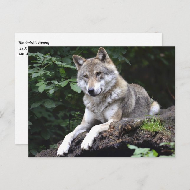 Wolf in the Forest Postcard (Front/Back)