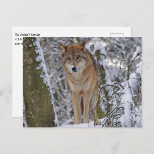 Wolf in the snow postcard