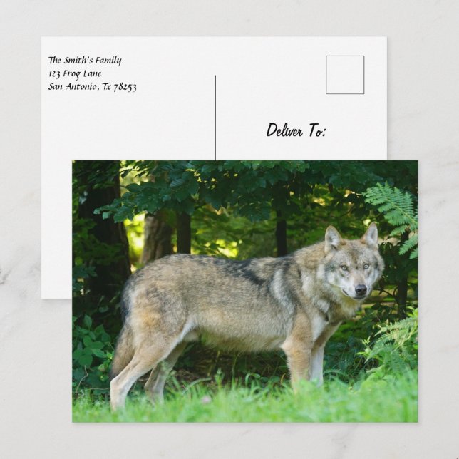 Wolf in the woods postcard (Front/Back)