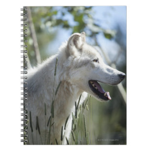 Wolf in Yellowstone 2 Notebook
