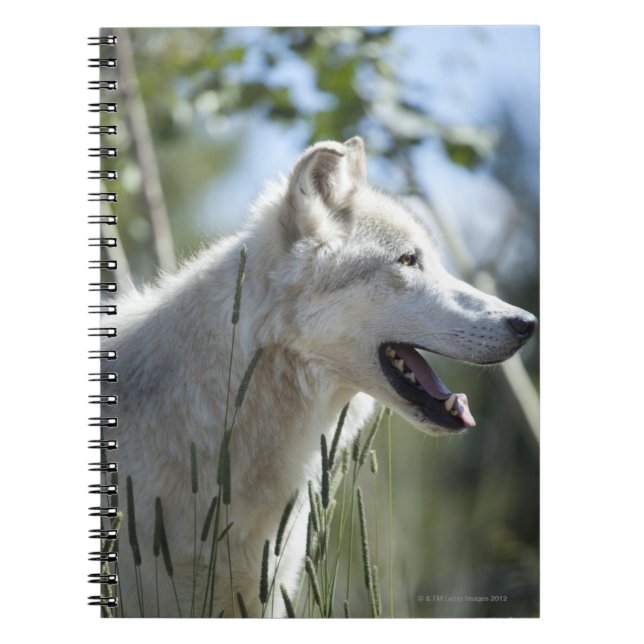 Wolf in Yellowstone 2 Notebook (Front)