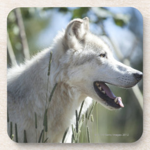 Wolf in Yellowstone. Coaster