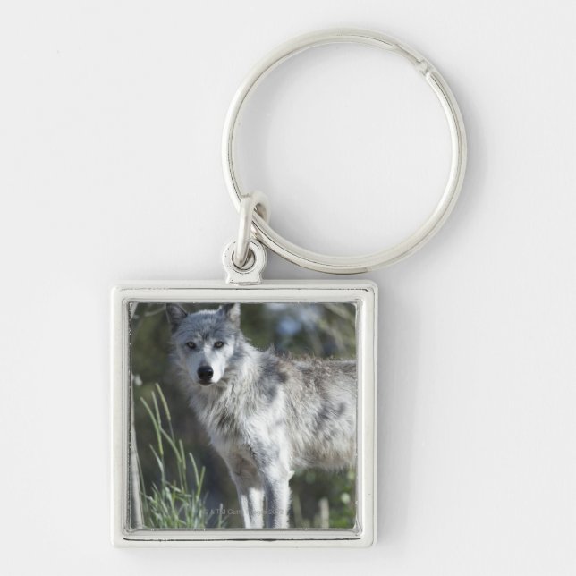 Wolf in Yellowstone Key Ring (Front)