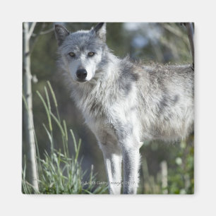 Wolf in Yellowstone Magnet