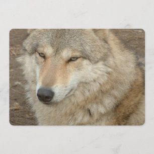 Wolf Invitation