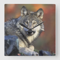 Wolf Lovers Art