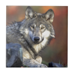 Wolf Lovers Art Tile