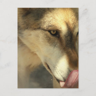 Wolf Lunch Postcard