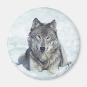 Wolf Magnet