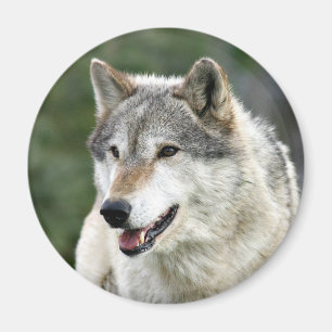 Wolf Magnet