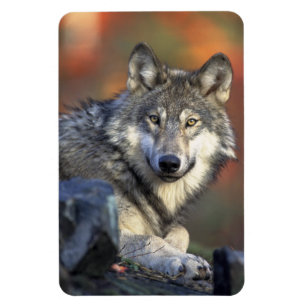Wolf Magnet